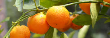 oranges